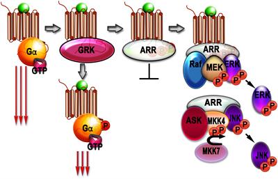 GPCR Signaling Regulation: The Role of GRKs and Arrestins